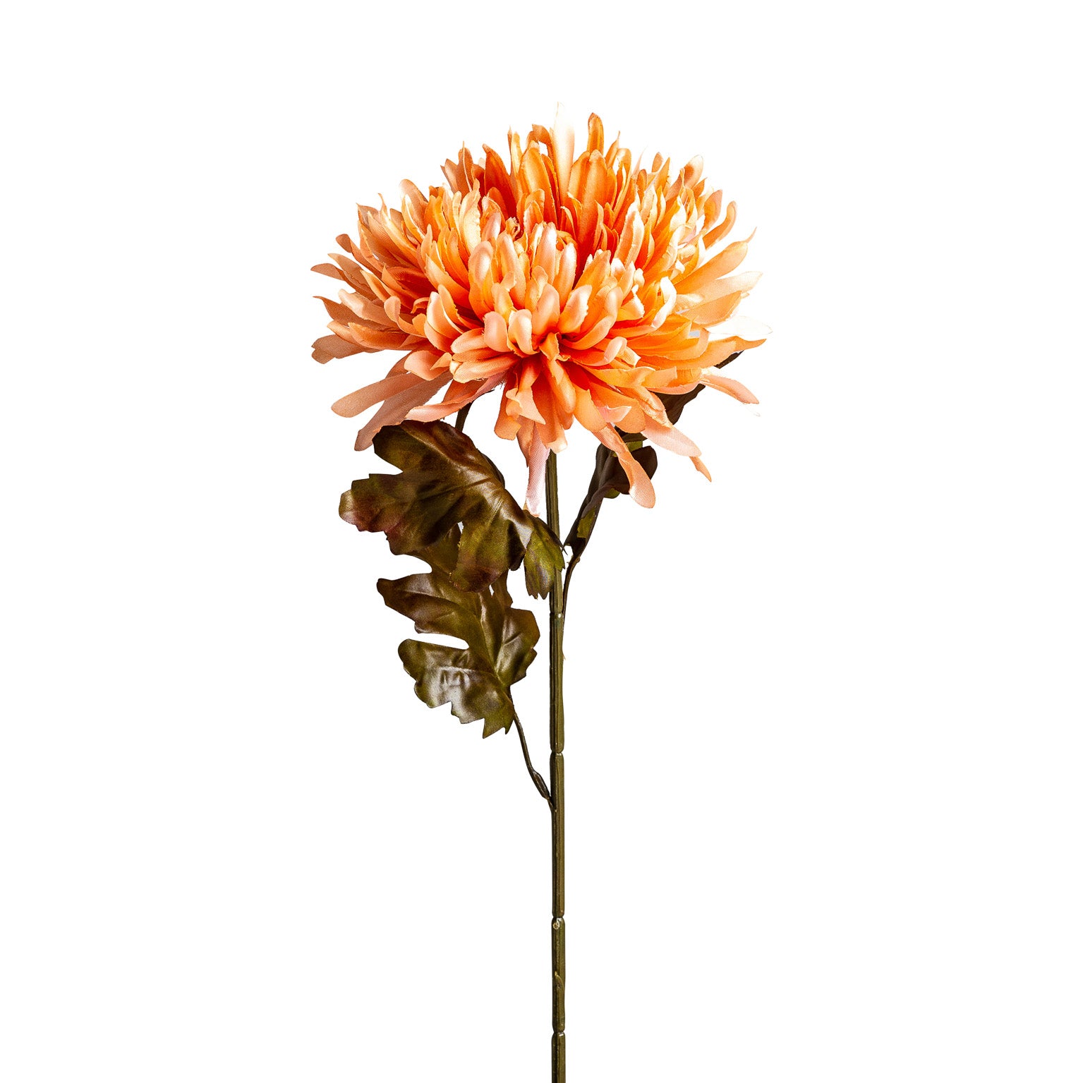 CRISANTEMA FLOWER